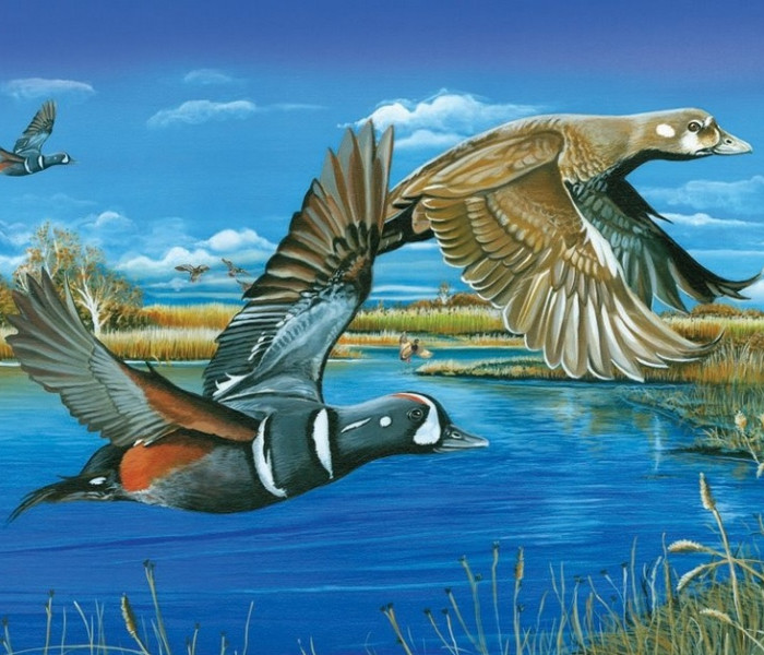 Puzzle - Cobble Hill - Kačice v lete